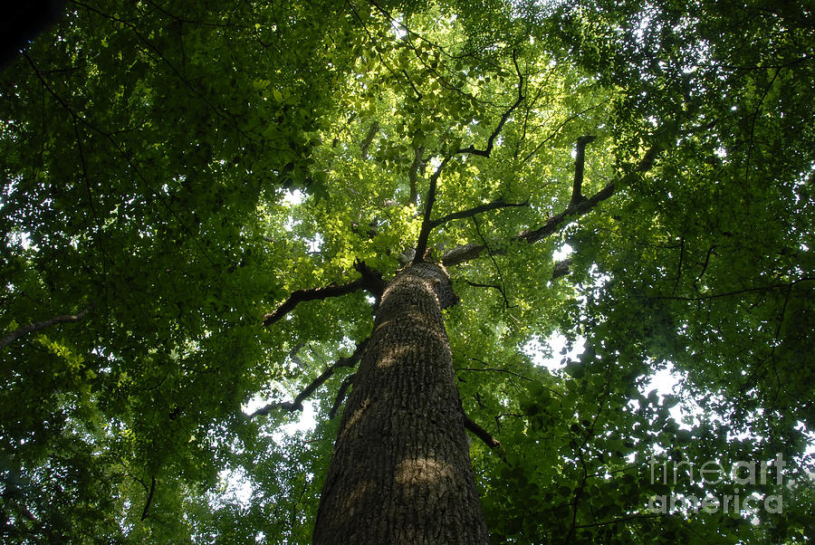 Tree Photograph - Virgin Canopy by David Lee Thompson