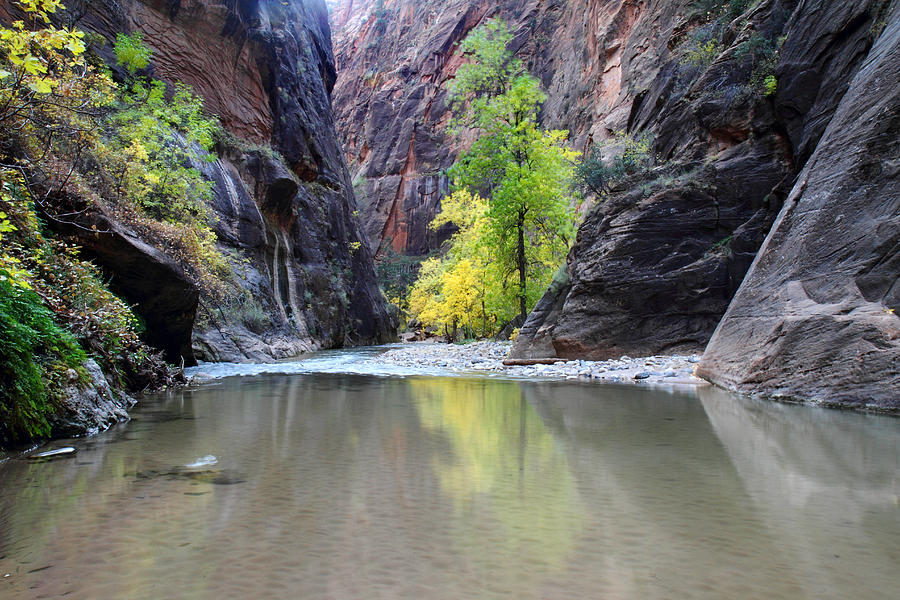 Fall Photograph - Virgin narrows in Zion national park by Pierre Leclerc Photography