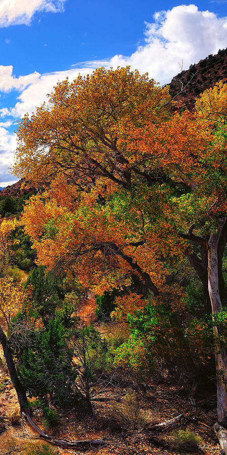 Virgin River Triptych Right Panel Photograph by Greg Norrell