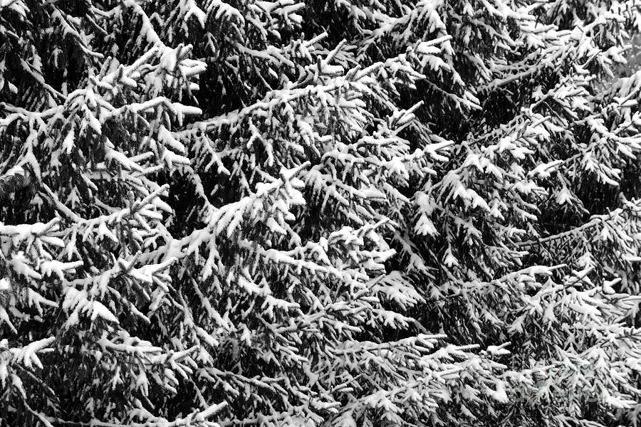 Virgin Snow 3243 Photograph by Ken DePue