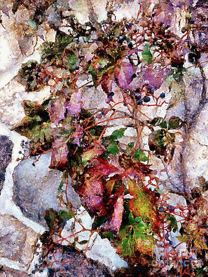 Fall Photograph - Virginia Creeper Vine - Vine on Stone wall by Janine Riley