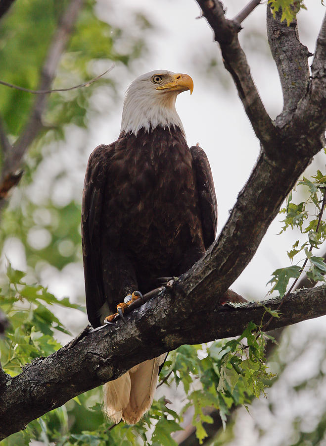 Virginia Bald Eagle Photograph by Jack Nevitt