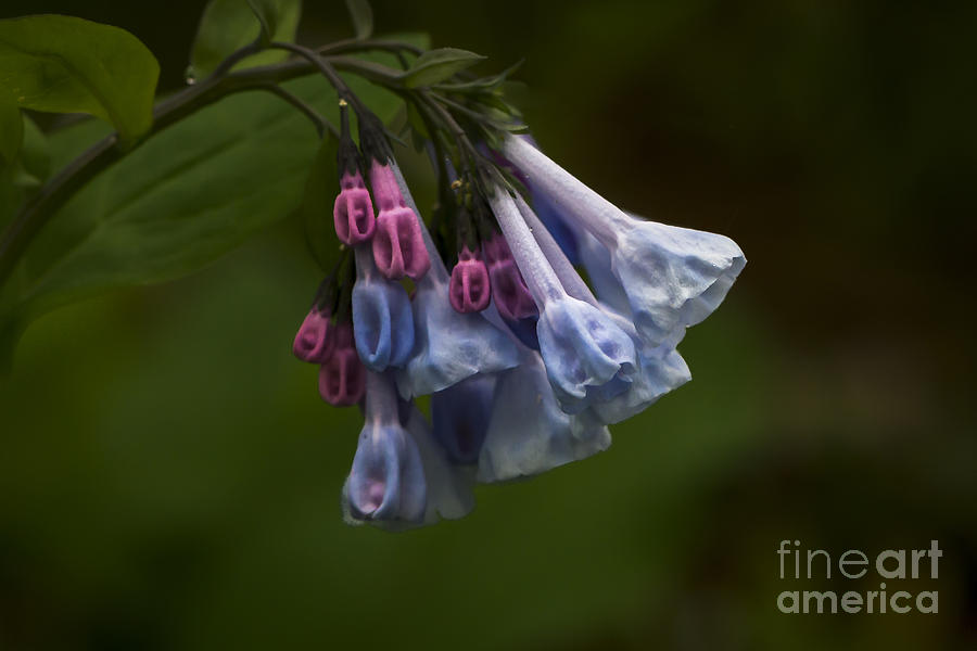 Virginia Bluebells Photograph by Andrea Silies