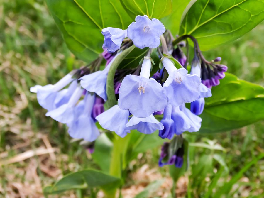 Flower Photograph - Virginia Bluebells by Cynthia Woods
