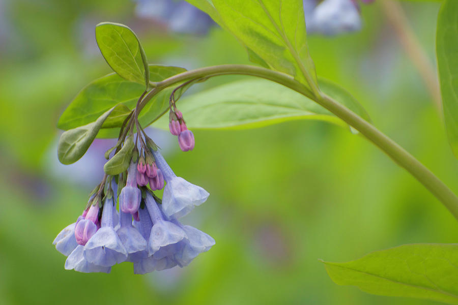 Virginia Bluebells Photograph by Forest Floor Photography