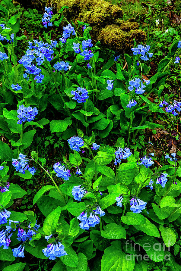 Virginia Bluebells In Bloom Photograph
