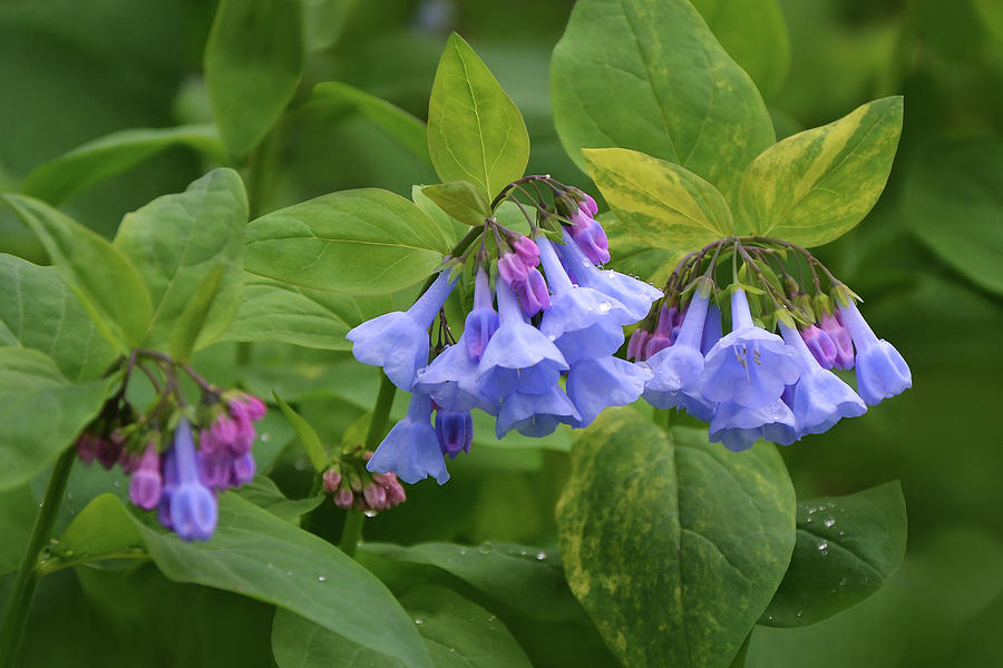 Virginia Bluebells Photograph by Isabela and Skender Cocoli - Fine Art ...