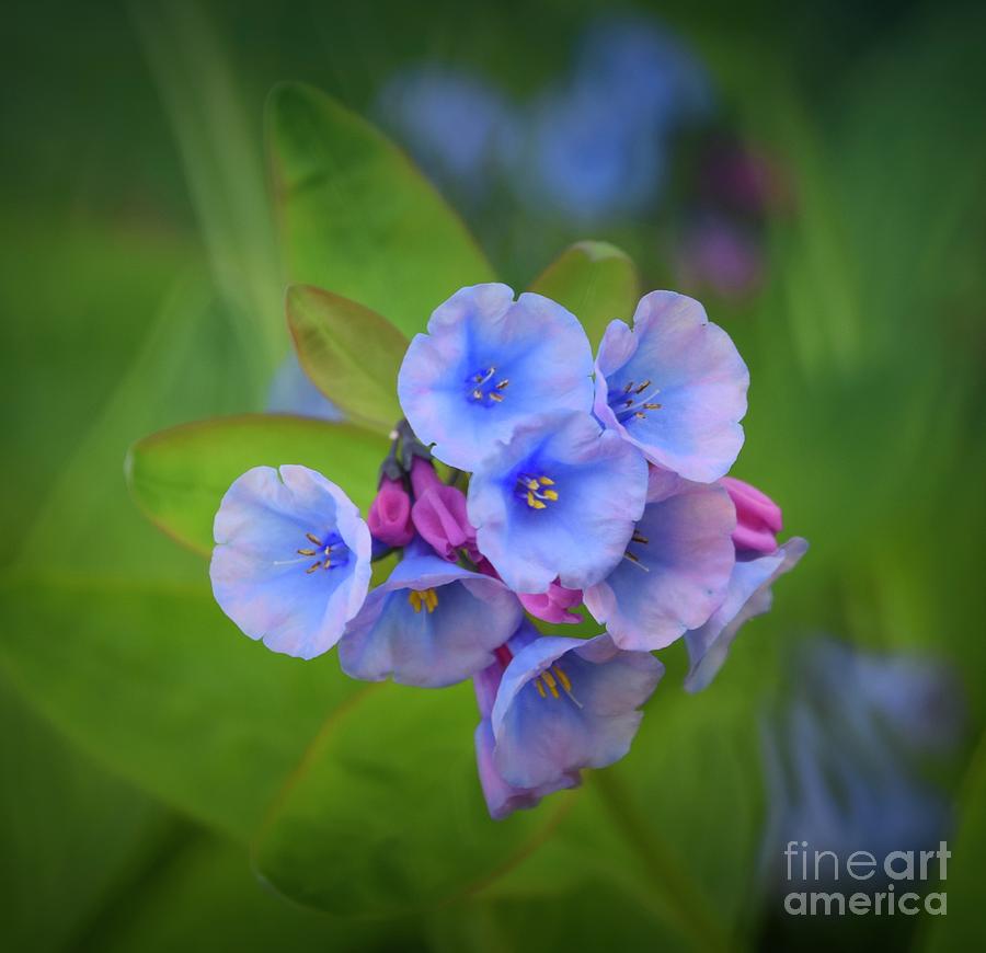 Virginia Bluebells Photograph by Mary Machare