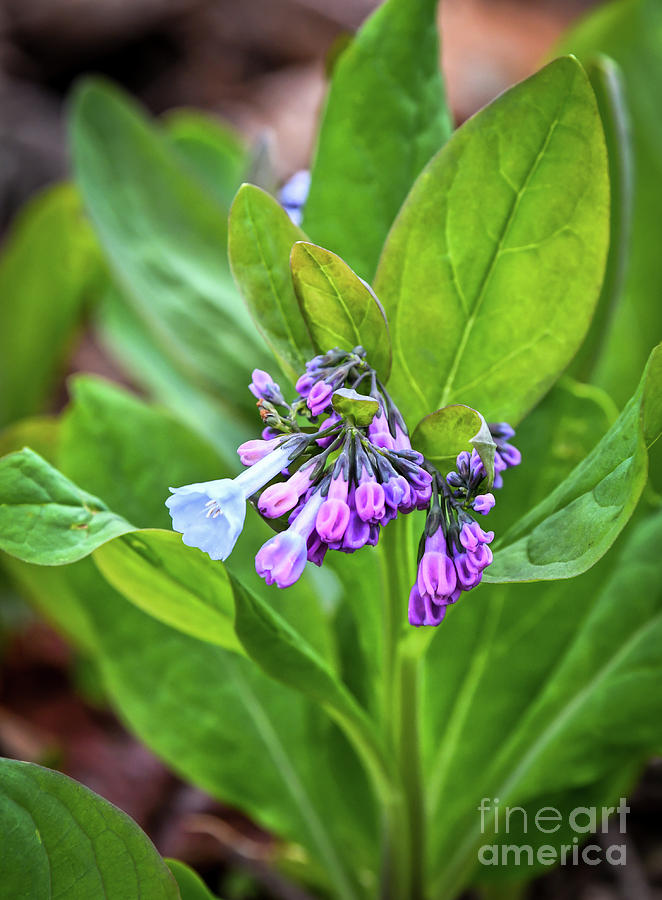 Virginia Bluebells - Spring Wildflowers Photograph by Kerri Farley