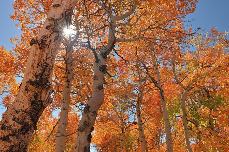 Fall Photograph - Virginia Canyon Fall Aspens by Dean Hueber