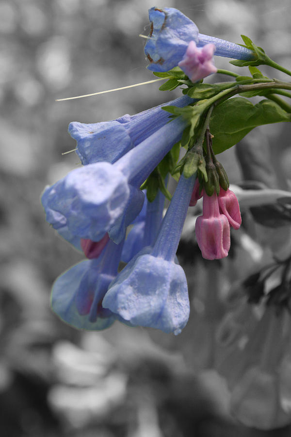 Macro Photograph - Virginia Chorus by Dylan Punke Macro Photograph - Virginia Chorus by Dylan Punke