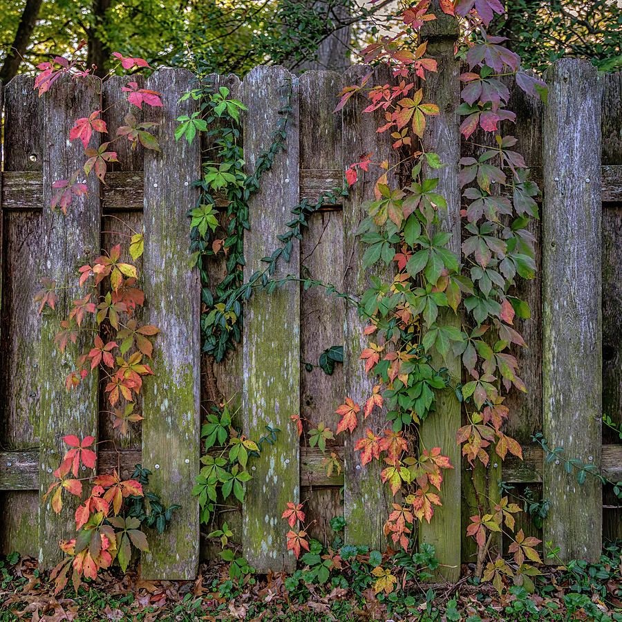 Virginia Creeper on Old Fence - Fall 7R2_DSC2060_16-10-30 Photograph by Greg Kluempers