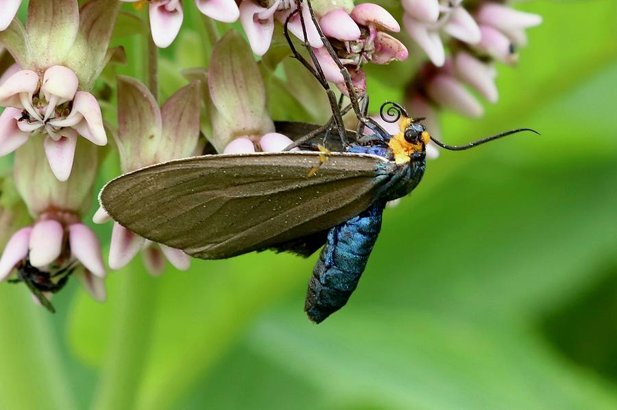 Virginia Ctenucha Moth Photograph by Sarah Lilja
