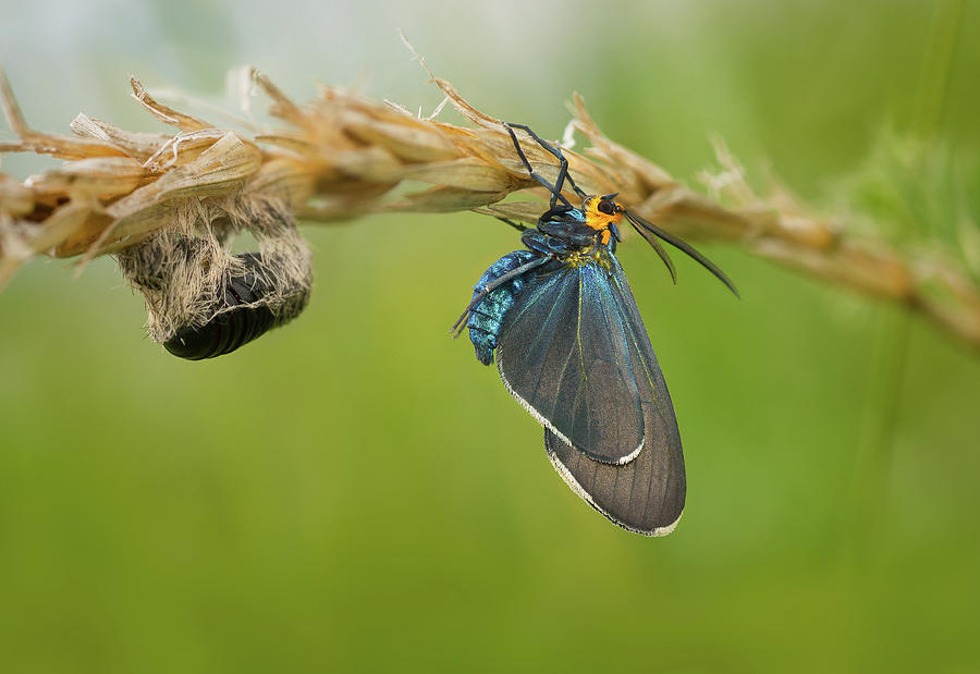 Virginia Ctenucha Moth with cocoon Photograph by Peter V Quenter