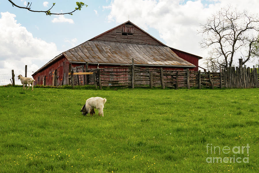 Virginia Farmyard Photograph by Bob Phillips