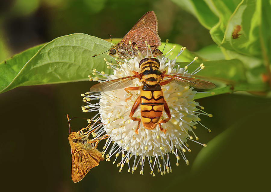 Virginia Flower Fly on Button Bush Photograph by Robert Charity