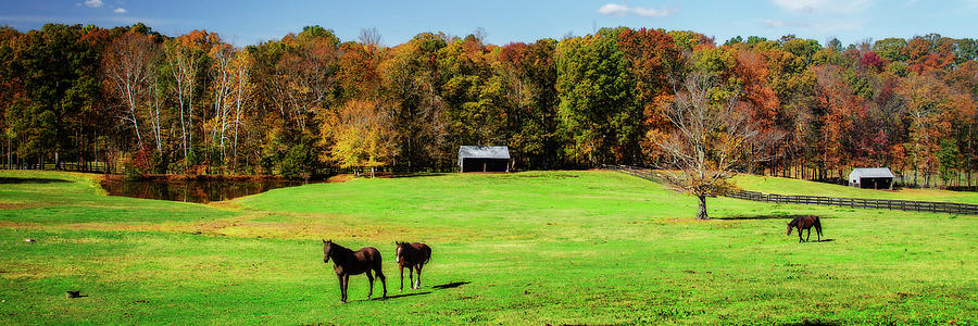 Virginia Horse Farm -1 Photograph by Alan Hausenflock