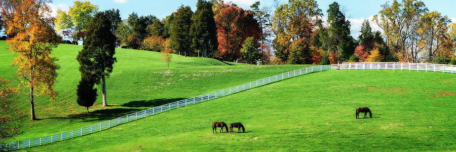 Virginia Horse Farm -2 Photograph by Alan Hausenflock