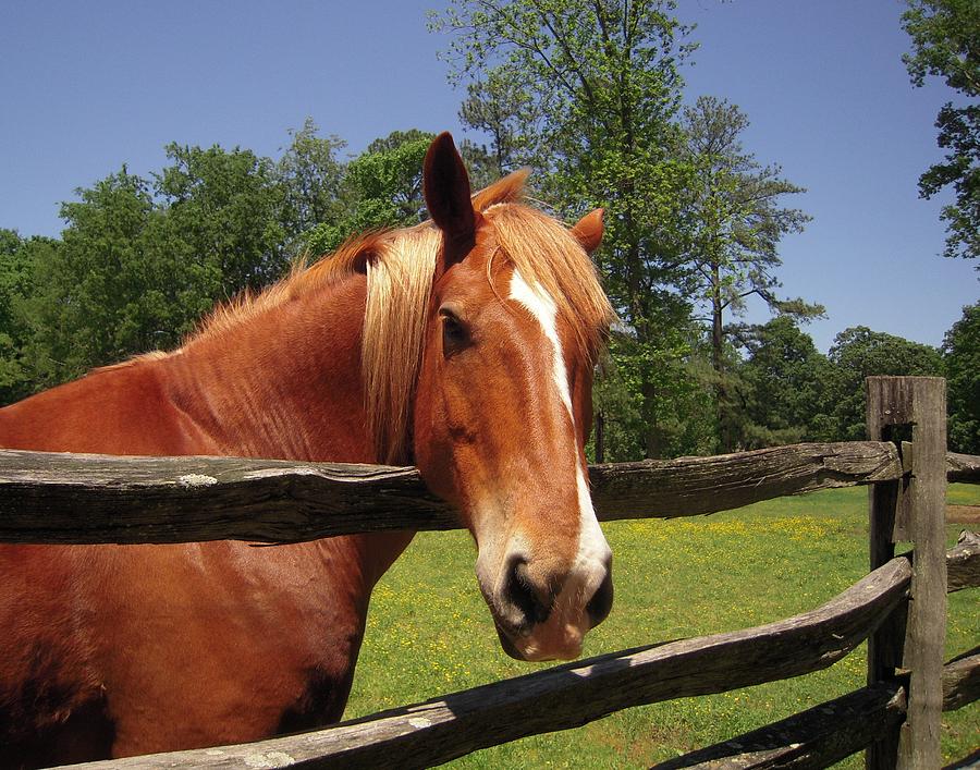 Horse Photograph - Virginia Lady by Don Struke
