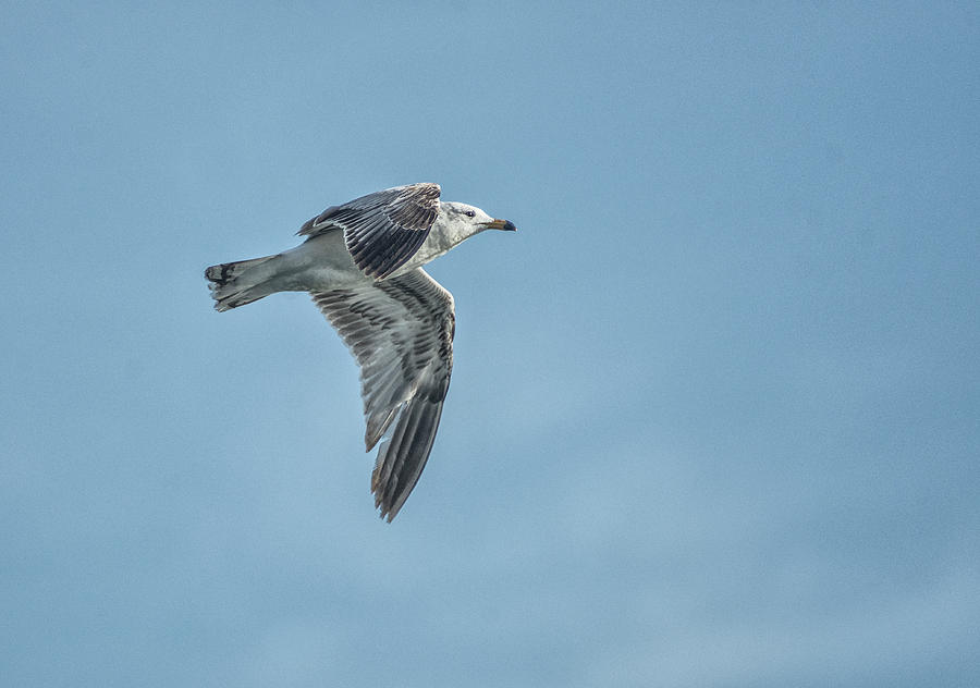 Virginia Lake Gull Photograph by Rick Mosher