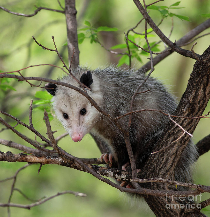 Virginia Opossum Photograph by Natural Focal Point Photography