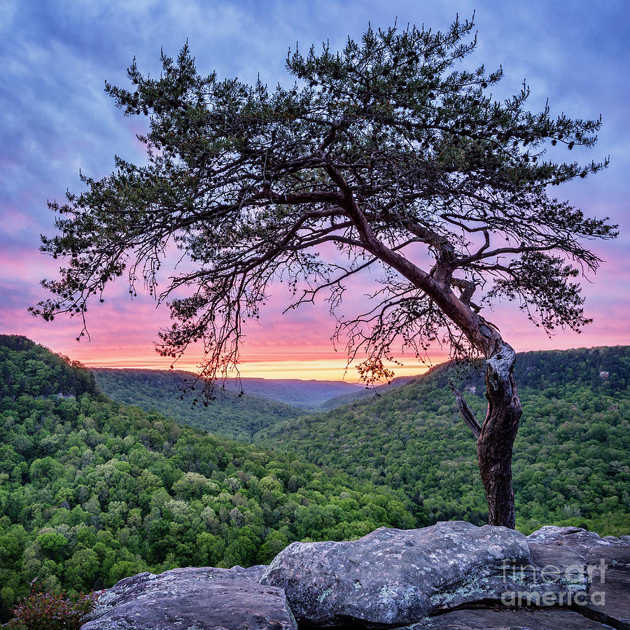 Sunset Photograph - Virginia Pine by Anthony Heflin