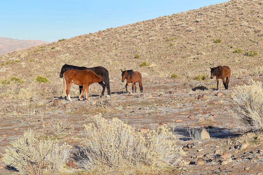 Virginia Range Mustangs Photograph by Maria Jansson