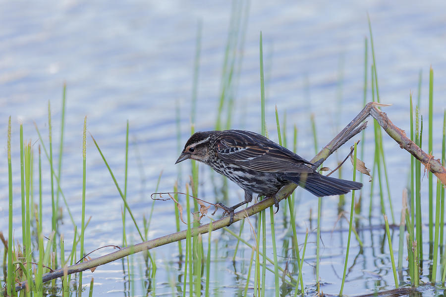 Red-winged Blackbird Female Photograph by Lee Alloway