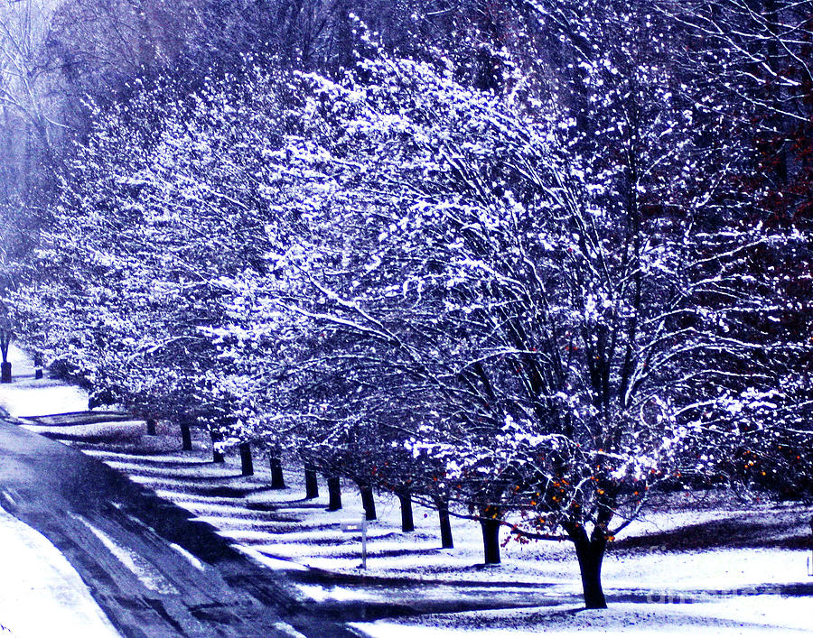 Virginia Snow Photograph by Larry Oskin