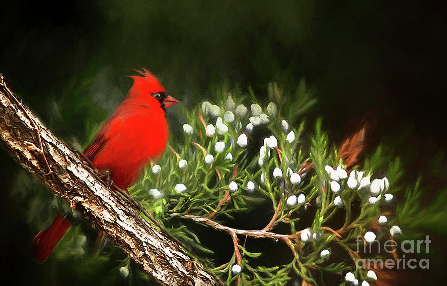 Virginia State Bird Photograph by Darren Fisher