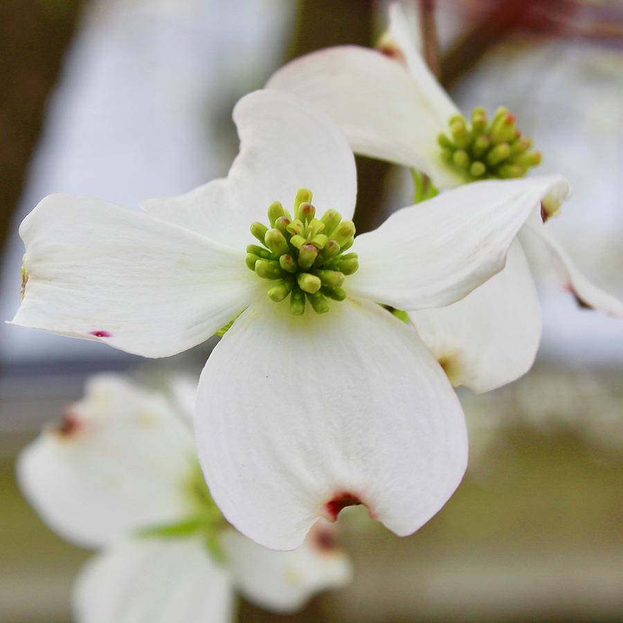 Virginia State Flower White Dogwood Photograph by M E