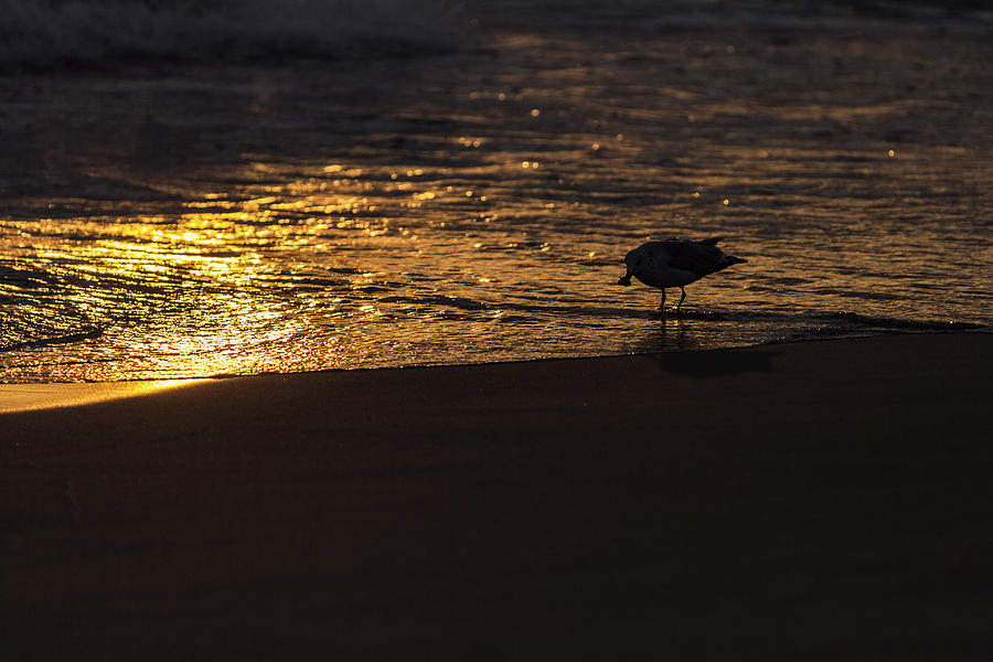 Sunset Photograph - Virginia Sunrise by Pete Federico Sunset Photograph - Virginia Sunrise by Pete Federico
