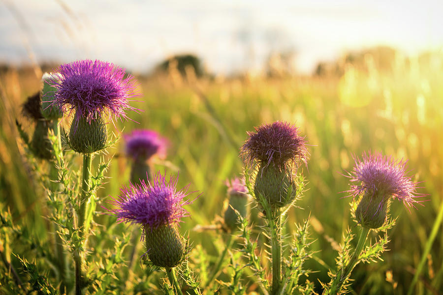 Virginia Thistle Photograph by Ryan Wyckoff