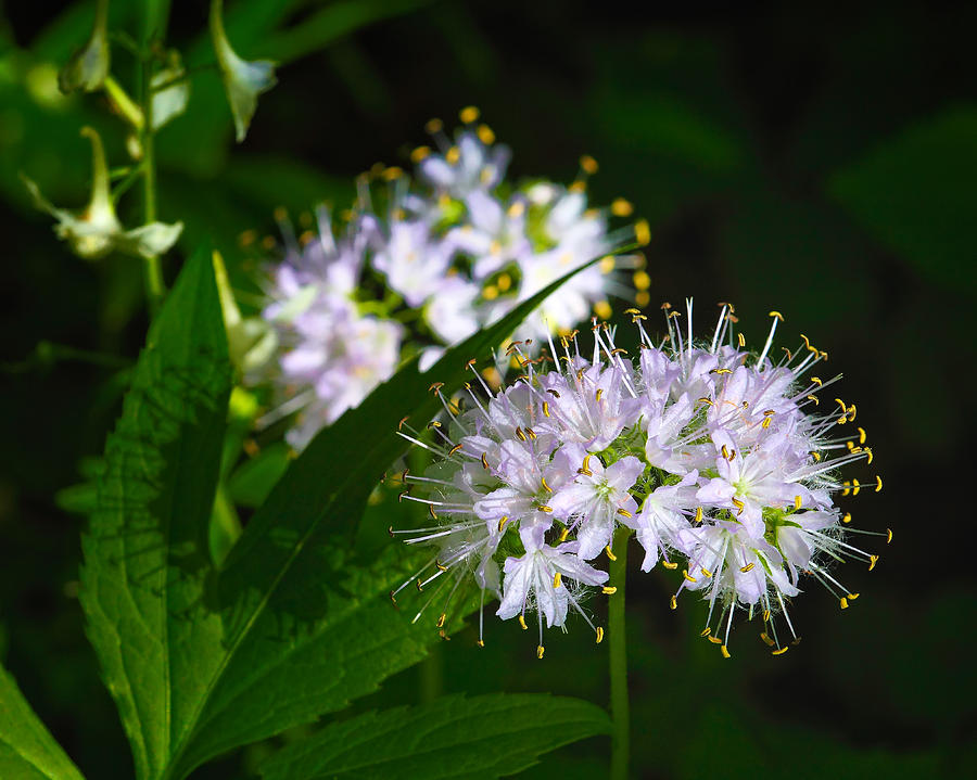 Virginia Waterleaf at Lost Valley Photograph by Michael Dougherty