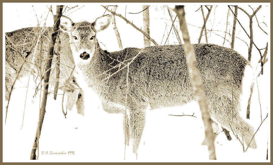 Virginia, Whitetailed Deer in Snow Photograph by A Macarthur Gurmankin
