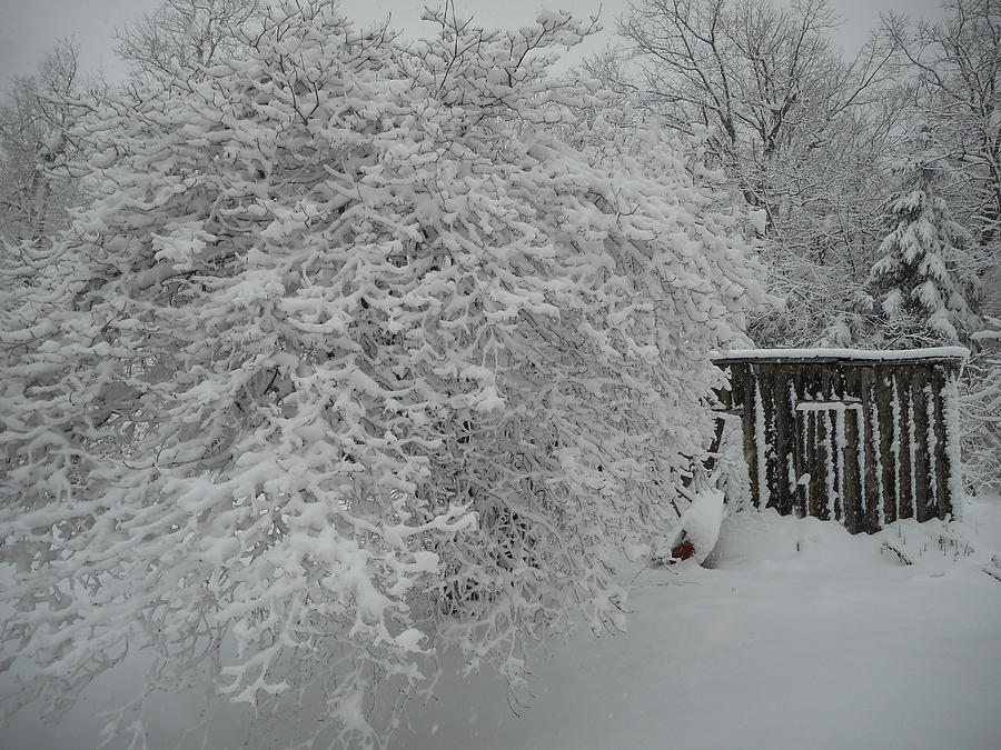 Virginia Winter Photograph by Diannah Lynch