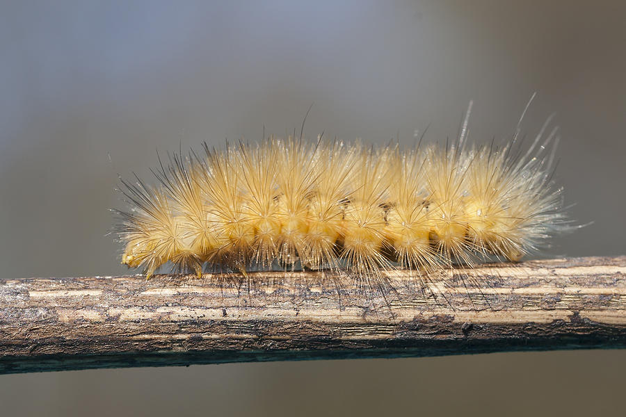 Virginian Tiger Moth Photograph by David Lester | Fine Art America