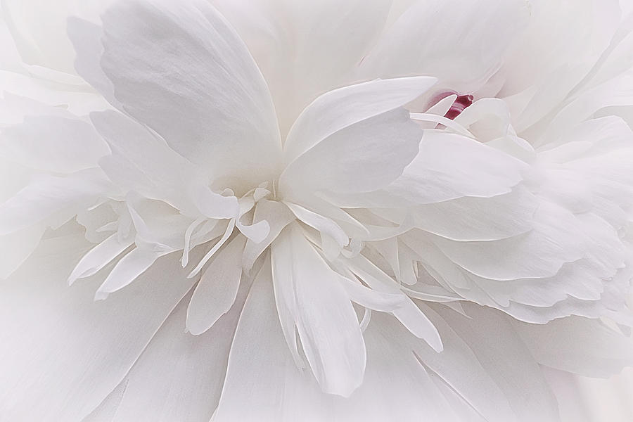 White Ballet Powder Puff Photograph by Darlene Kwiatkowski