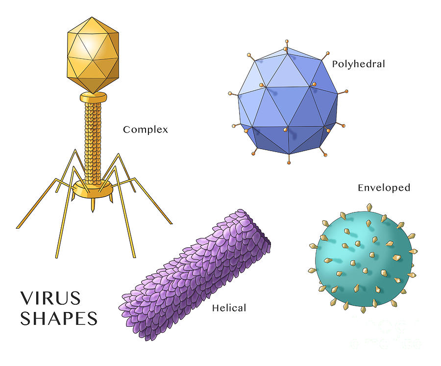 Virus Shapes, Illustration Photograph by Monica Schroeder
