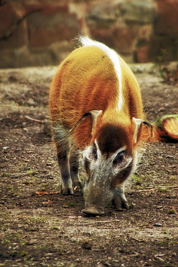 Red River Hog  Photograph by Doc Braham