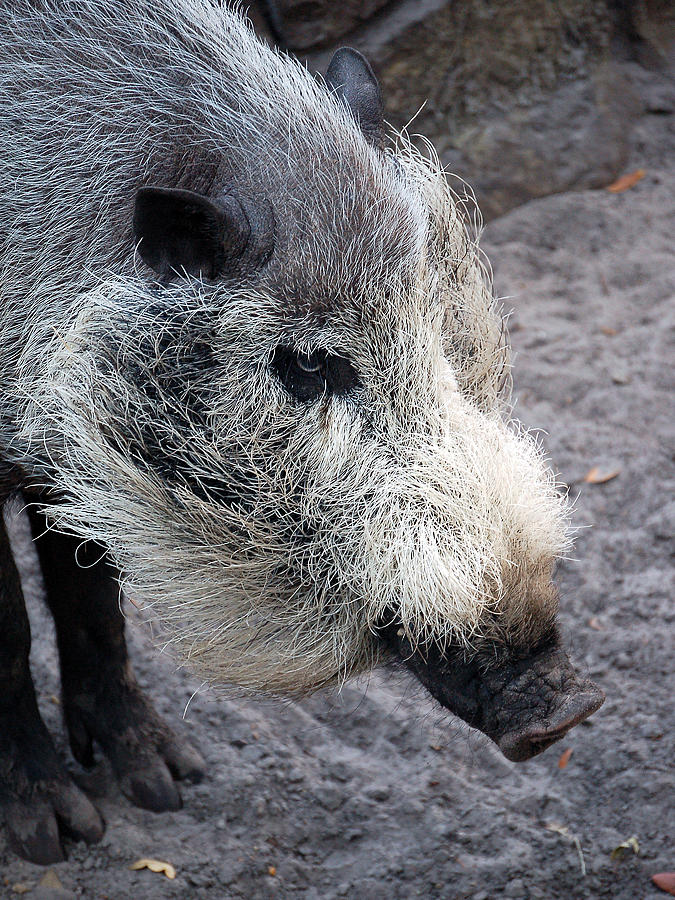 Visayan Warty Pig Photograph by Donna Proctor