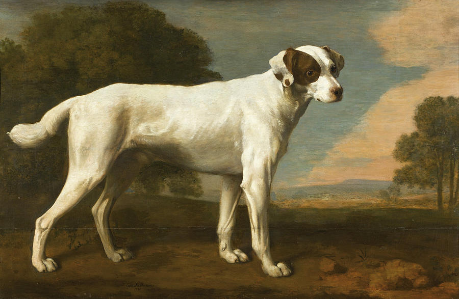 Viscount Gormanstons White Dog Painting by George Stubbs