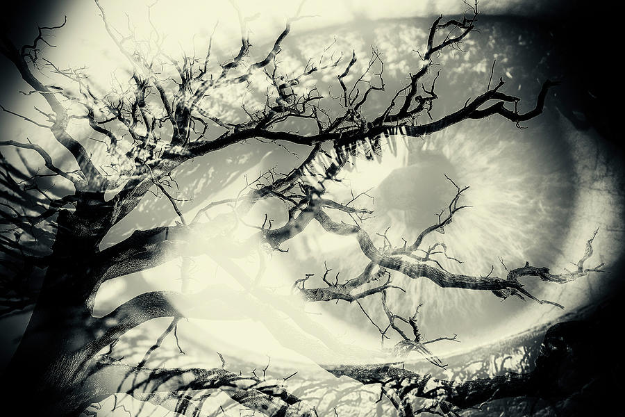 Vision of the Tree Abstract Photograph by John Williams