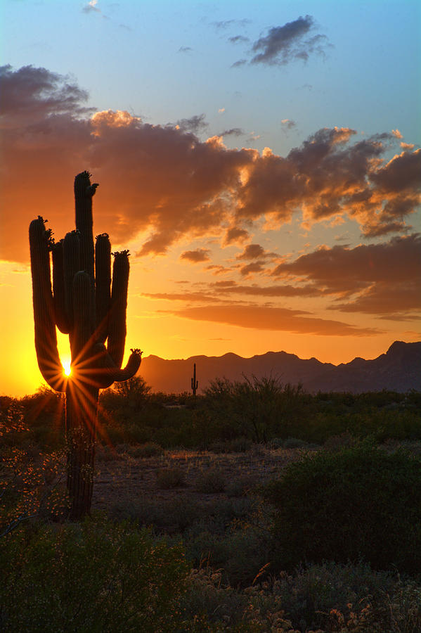 Visions of a Saguaro Sunset Photograph by Saija Lehtonen - Fine Art America