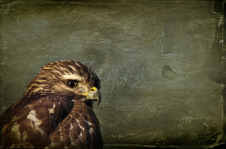 Osprey Photograph - Visions of Solitude by Evelina Kremsdorf