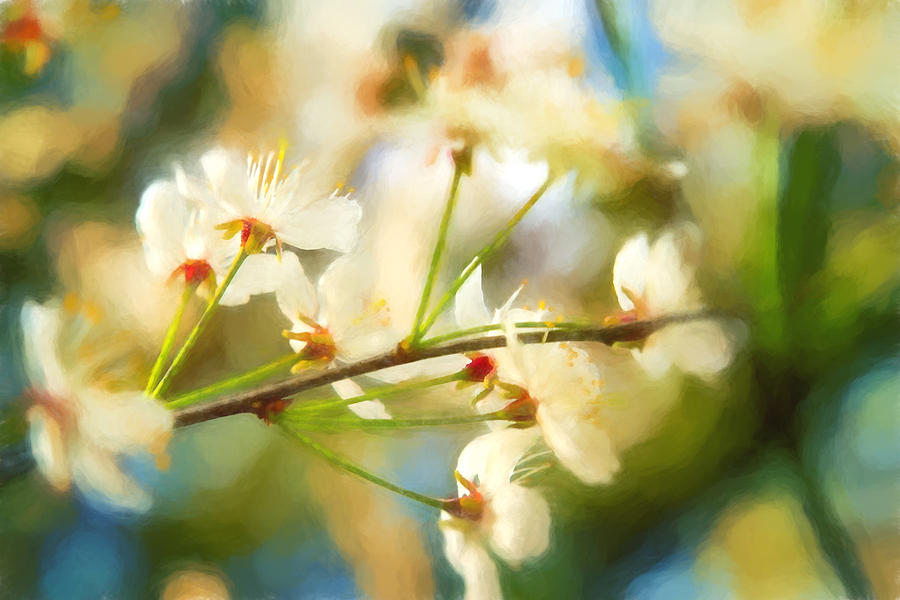 Visions of Spring - Floral Photograph by Barry Jones