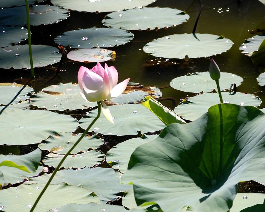 Nature Photograph - Visit to Lilly Pond by David Lane