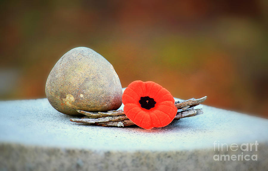 Visit With Red Poppy Flower Photograph by Charline Xia