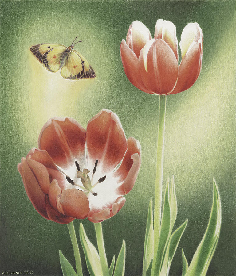 Tulip Drawing - Visitation by Amy S Turner