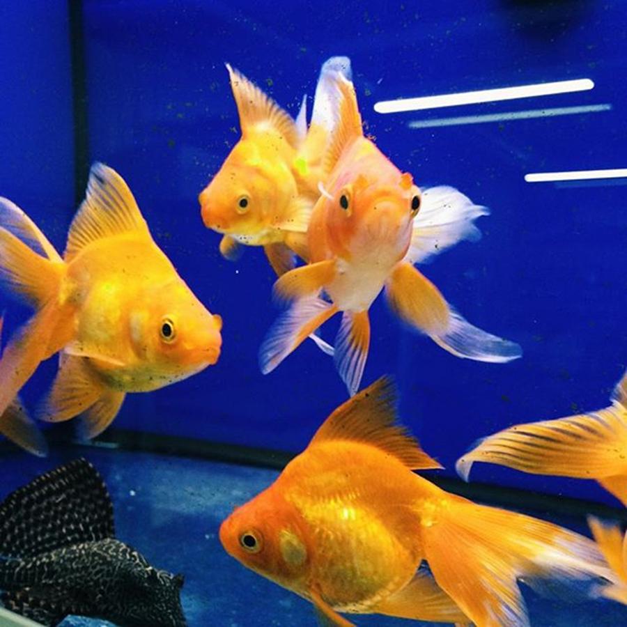 Visited The Pet Shop Today 🐠 Photograph by Emily Donnnelly